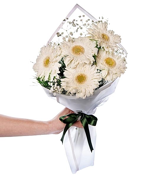 beyaz gerbera