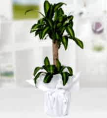 Yucca Mesengena